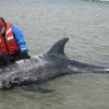 Video: 600 Pound Dolphin Successfully Rescued On Long Island